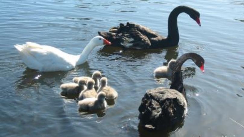 Blind, Bisexual and Polyamorous Goose Involved in Love Triangle Dies, Aged 40