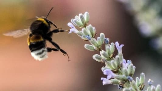 Bee-Harming Pesticides Could Face Complete Ban
