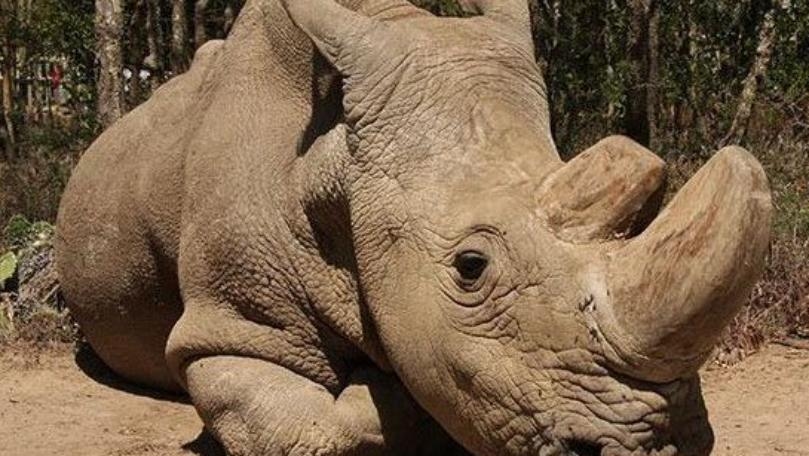 World's Last Male Northern White Rhino 'Starting To Show Signs of Ailing'