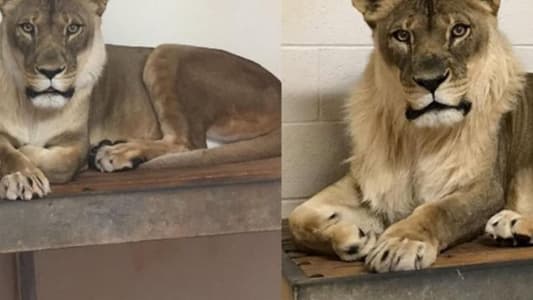 Bridget, an 18-Year-Old Lioness, Suddenly Sprouts a Majestic Mane