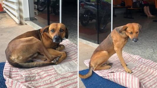 Loyal Dog Refuses to Leave Hospital Where Owner Died 4 Months Ago