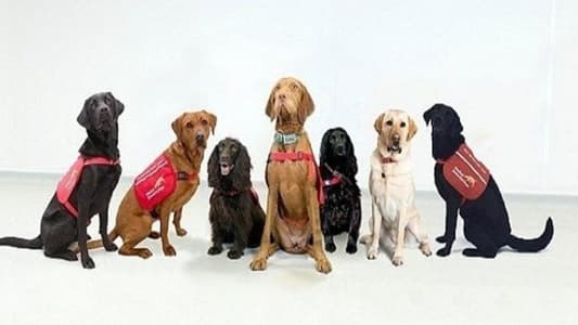 الكلاب.. لتشخيص سرطان البروستات!