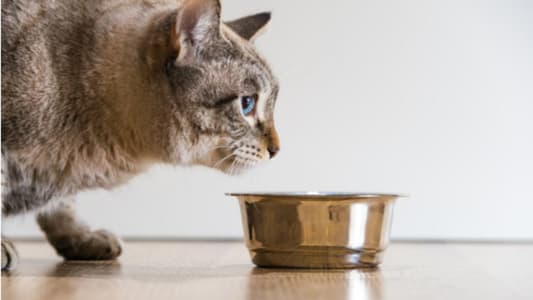 وزارة تحذّر المذيعة: ممنوعٌ إطعام القطط