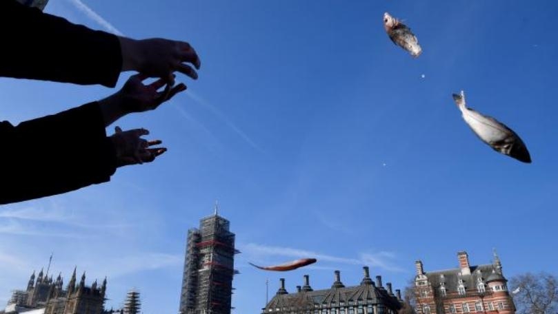 Brexiteers to dump fish in Thames to protest at EU deal 