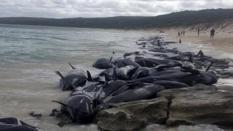 More Than 150 Whales Beach Themselves in Australia