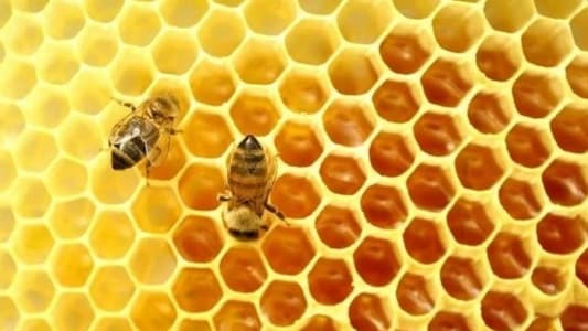 "صمغ النحل" سرّ صحّة وجمال البشرة