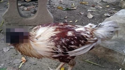 دجاجة تتحدّى الموت رغم فقدانها لرأسها