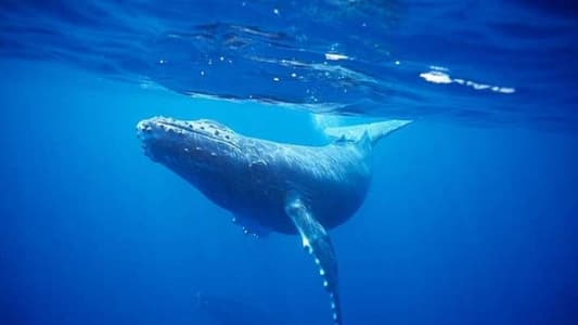 لمَ أصبحت الحيتان أكبر كائنات الأرض؟