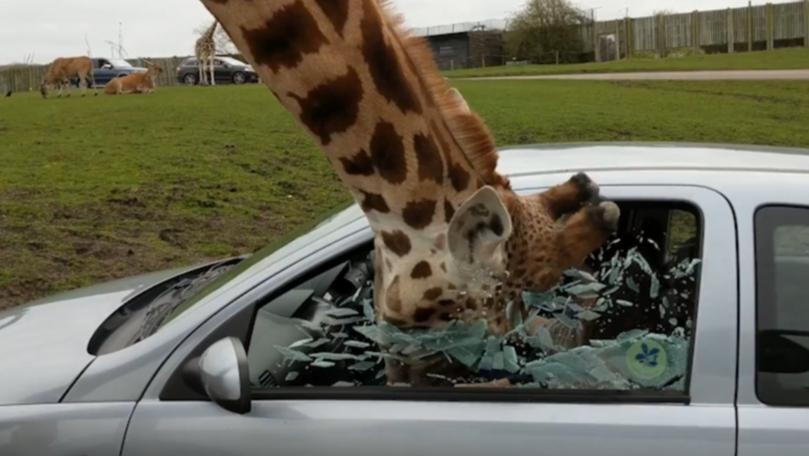 Car Window Smashes on Giraffe's Head at Safari Park