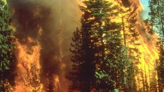 أكثر من 500 إطفائي لإخماد حرائق الغابات الأسترالية 