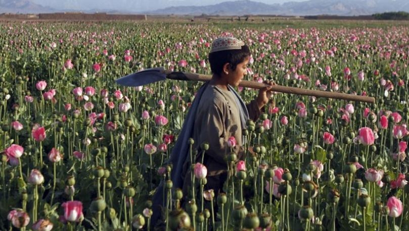 Afghan farmers stick to growing opium in the face of less lucrative options