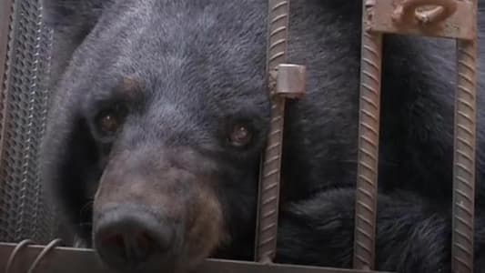 Puppy Raised by Chinese Family for 2 Years Turns Out to Be Bear