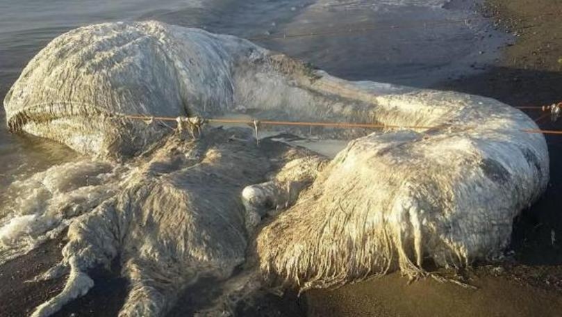 Mysterious Hairy Creature Washed Up on Beach