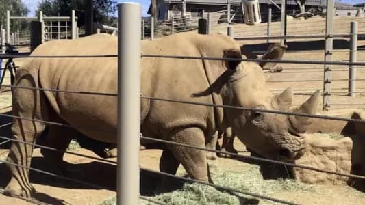 This Pregnant White Rhino Could Save Its Subspecies From Extinction