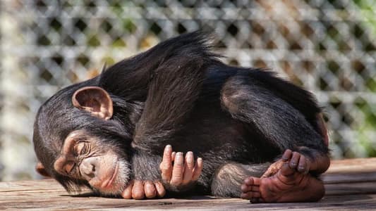 أماكن نوم القرود أنظف من سرير الإنسان!