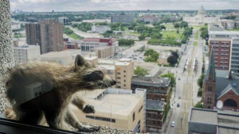 Raccoon Scales Minnesota Skyscraper, Becomes Viral Sensation