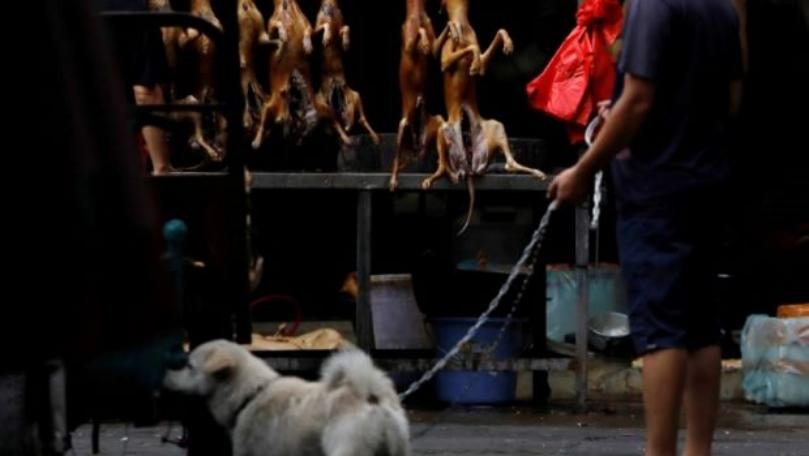 Home of China's dog meat festival defiant amid outcry