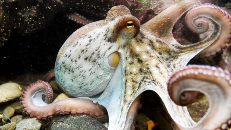 Octopus Killed for Food After Correctly Predicting 3 World Cup Games