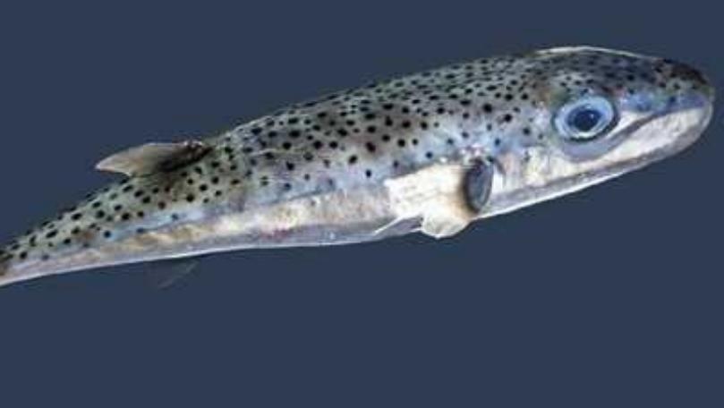 الحقيقة الكاملة وراء وفاة دينا هارون