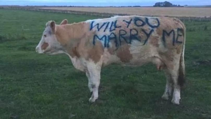 Man Proposes to Girlfriend by Writing on Side of Cow