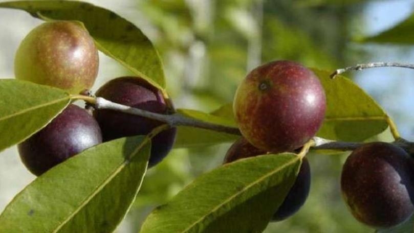 فاكهة مثاليّة لحرق الدهون وتخفيض الوزن