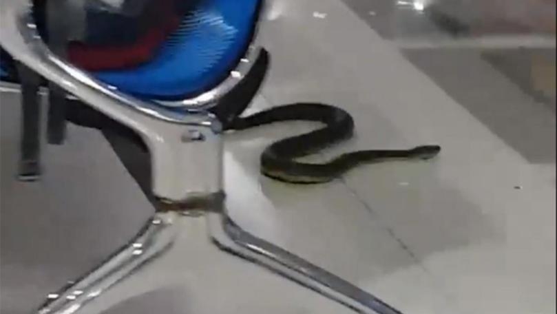 Snake Spotted Slithering Through Airport Departure Lounge