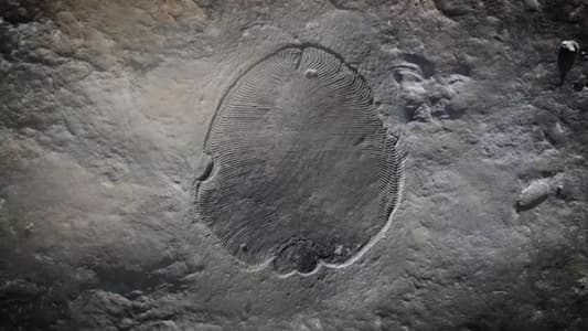Scientists Reveal Secrets of Oldest Known Animal