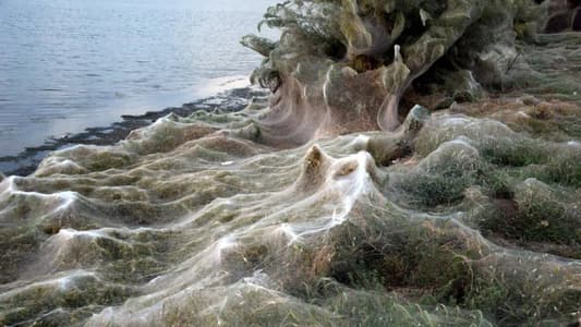 Photos: Thousands of Spider Webs Coat The Shoreline of This Greek Town