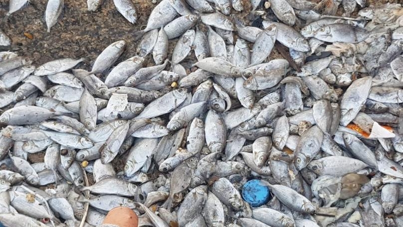 بالصّور: "المجارير" قتلتها!