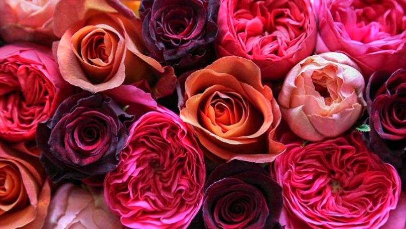 Main Highlight Image