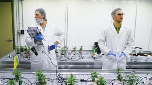 Cannabis college: Canadian students learn to grow pot