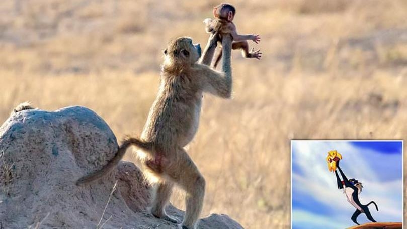 Main Highlight Image