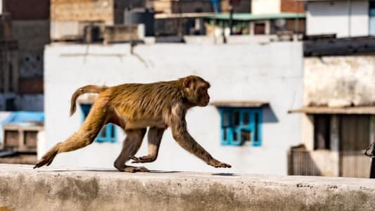 Man 'Stoned to Death by Monkeys' in India