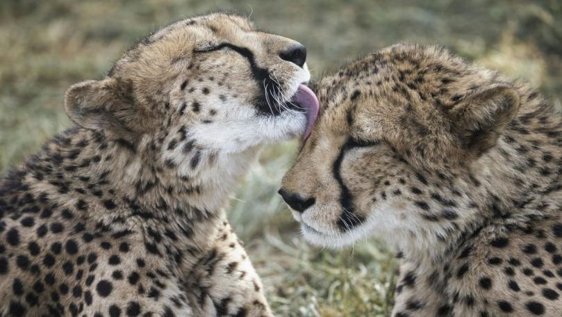 Humanity Has Wiped Out 60% of Animals Since 1970, Report Finds