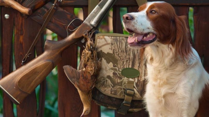 'Good Dog' Who Accidentally Shot Owner in Chest Has Been Forgiven