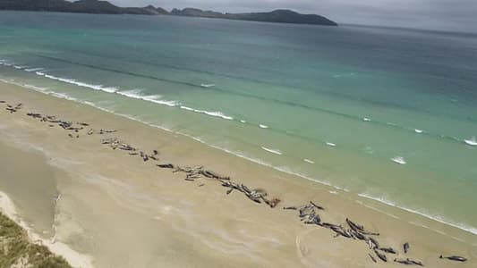 Over 145 Whales Die Together on This Remote Island Beach