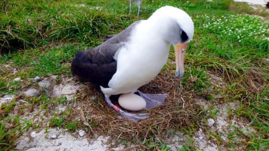 World's Oldest Bird Lays an Egg on Federal Land