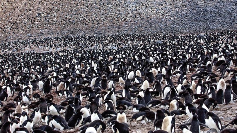 1,5 Million Penguin Colony Traced by Poop Was Hidden for Almost 3,000 Years