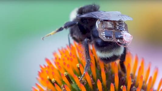 أجهزة تعقب تُركّب على النحل