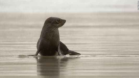 Baby Seals Found Decapitated at New Zealand Tourist Spot