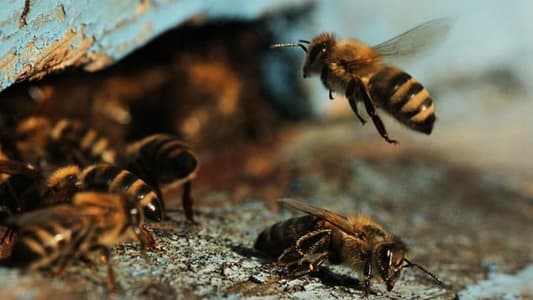 Scientists Discover Bees Can Count Using Only Four Brain Cells