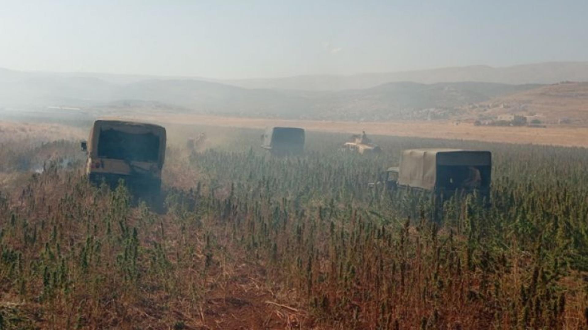 In Pictures: Cannabis Crops Destroyed And 17 People Arrested!