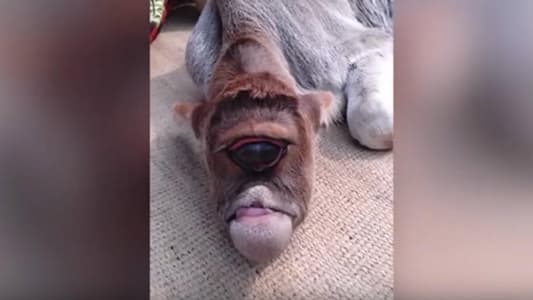 One-Eyed Calf Worshiped as New God in India's West Bengal