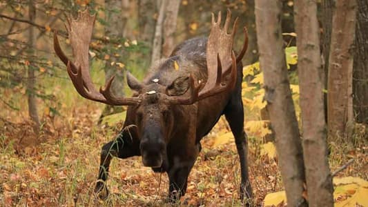 Hunter Shoots 18-Year-Old Son Dead After Mistaking Him for a Moose