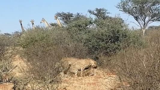 Tourists Spot Cheetahs Having Threesome in Incredibly Rare Sighting