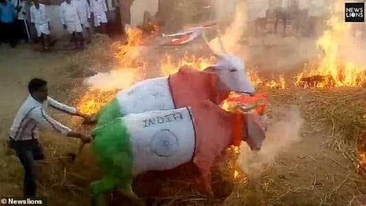 Shocking Images Show Cows Being Forced to Jump Through Fire in India