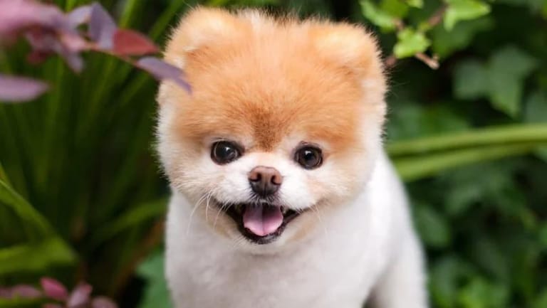 Social Media Star Boo, ‘World’s Cutest Dog’ Dies From a ‘Broken Heart’