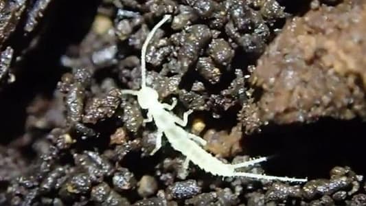 New Species of Rare Insect Discovered in a Cave in Canada