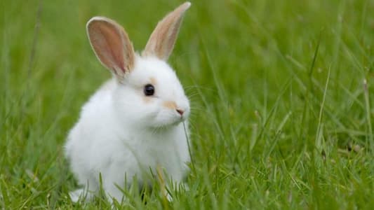 Rabbits Are Stronger and Bigger If They Eat Their Own Faeces, Study Finds