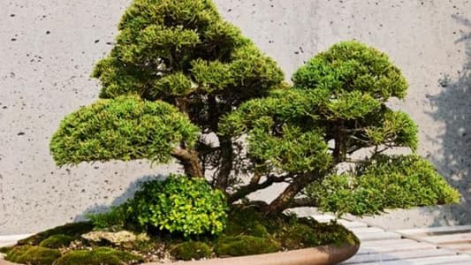 Couple in Japan Beg 'Thieves' to Take Care of Their Precious Bonsai Trees
